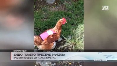 Шотландски кокошки се разхождат със сигнални жилетки 