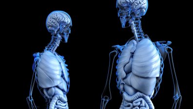 Учени откриха нови клетки в костите