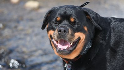 Ротвайлер нахапа жестоко майка с бебе в количка в димитровградско село