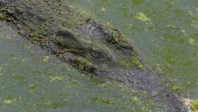 Кои са 10-те най-силни захапки в животинското царство