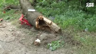 Камион се вряза в дървета, шофьорът пострада