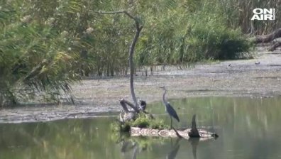 Нощни патрули ще залавят бракониери в бургаските езера