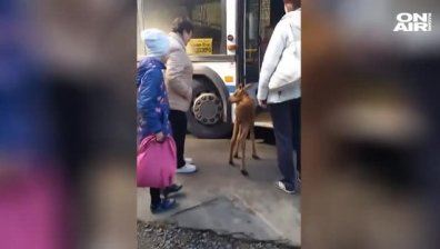 Необичаен пътник: Бебе лос се озова в автобус в Русия