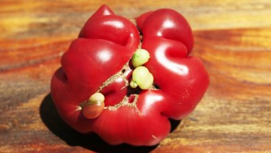 Кривите домати са още по-вкусни