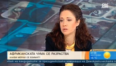 Кризата с африканската чума: Една четвърт от свинете у нас са заразени