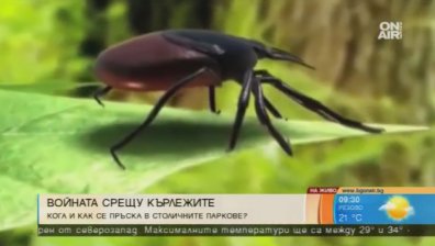 Вечният летен хит - ухапването от кърлежи