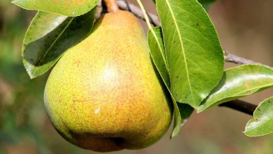Хапвайте круши за здраво сърце
