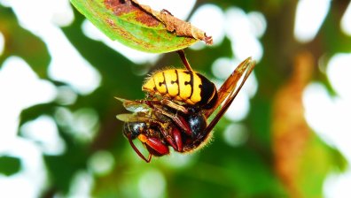 Гигантски стършели от Азия нападнаха Вашингтон