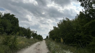 Шофьор забелязал черния леопард на главния път до яз. "Бели лом"