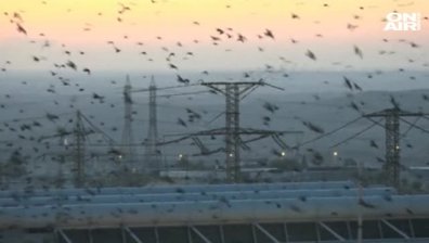 Ято скорци танцуваха в израелското небе