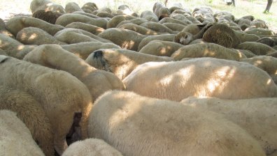 БАБХ въведе нови мерки срещу шарката по дребните преживни животни