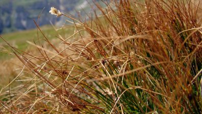 В сила е забрана за косене на трева, мулчиране и почистване на храсти