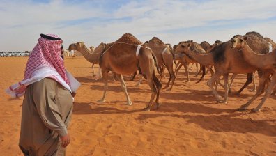 Парадокс: Защо Саудитска Арабия внася пясък и камили от Австралия?
