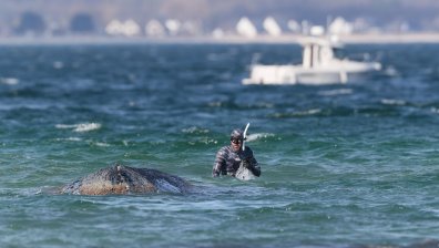 Спасиха гърбат кит, заседнал в Балтийско море (+СНИМКИ)