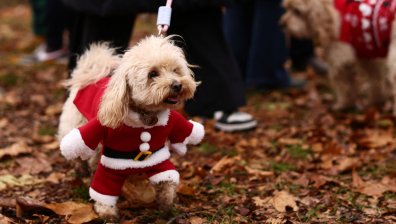 Коледен парад в Лондон събира средства за спасени кучета в Гърция и Китай (СНИМКИ)