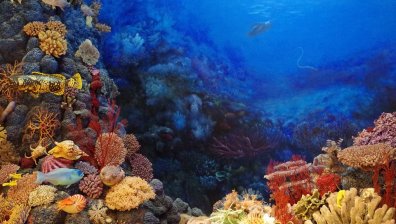 Израелски учени експериментират с трансплантация на кости от... корали