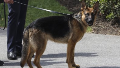 Кучето на Байдън редовно създавало хаос в Белия дом - хапе и не прощава никому