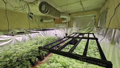 МВР разби високотехнологична оранжерия за марихуана в Пазарджишко