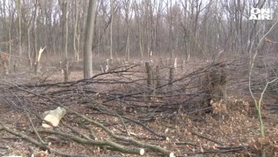 76 кубика дърва са незаконно отсечени в Старозагорско