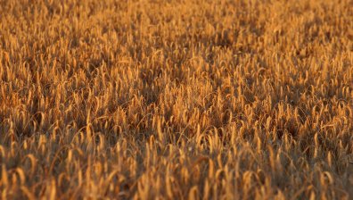 Украйна може изнася блокираното зърно през три пристанища