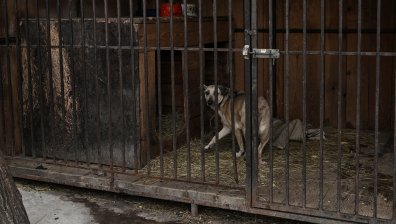 Руски ракети удариха приют за животни в Украйна, 13 кучета загинаха