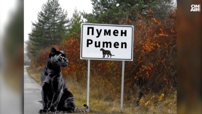 Стотици мемета с пантерата от Шумен заляха социалните мрежи (ВИДЕО)
