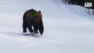 Мечка подгони ски инструктор на писта в Румъния (ВИДЕО)