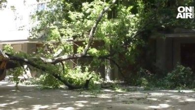 Клон на дърво премаза коли и счупи остъкление на тераса в Стара Загора