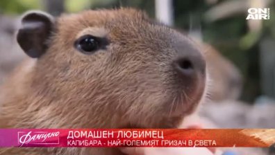 Отглеждаме все по-екзотични домашни любимци. Кой е най-големият гризач в света?