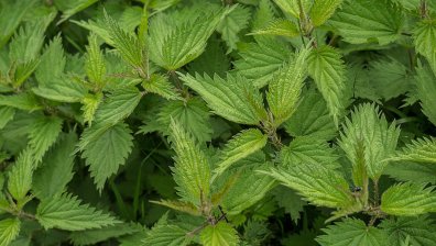 Невероятно вкусна и бърза супа от коприва за трапезата на Цветница