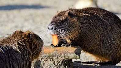Нутрии мигранти заменят България с Турция (+видео)