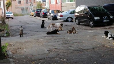 За 12 г. бездомните кучета в София намалели от 11 000 на 3 600 