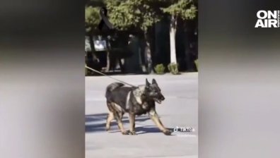 Спасител от Мексико за кучето герой Протео: Горд съм с теб, никога не си се отказвал