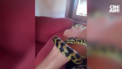 Издирва се: Домашен питон избяга от терариума си в апартамент в София