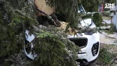 Паднали дървета смачкаха 5 коли в Пампорово