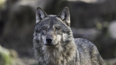 Вълци се появиха край Солун в търсене на храна и властите отправиха призив