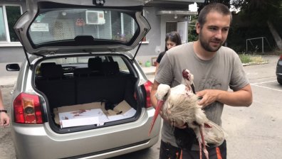 Природозащитници в Стара Загора спасиха пострадал щъркел от защитен вид