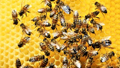 Производители на мед алармират за масова смърт при пчелите
