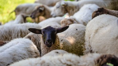 Шарката плъзва по овце и кози с нелегален трафик на животни