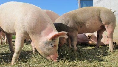 БАБХ пресече онлайн продажба на прасета в Плевенско