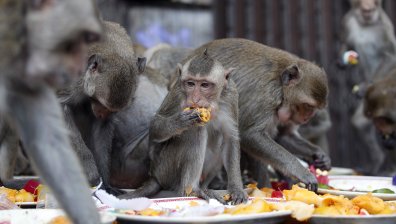 Хиляди маймуни пируваха с тонове храна в Тайланд