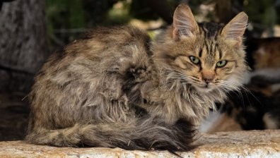 Мъж застреля котката си и я изхвърли в кош за боклук 