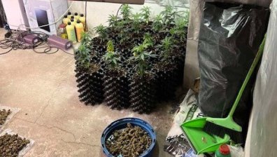 СДВР разкри оборудвана наркооранжерия - иззети са 8 кг дрога и над половин милион лева