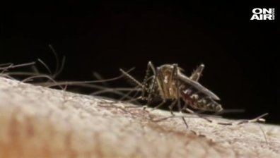 Зика вече не в списъка със заплахите от международен мащаб