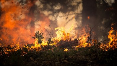 Пожар изпепели сто декара широколистна гора в Свищов