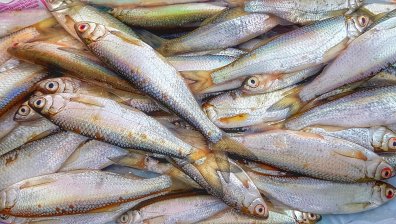 Проверяват сигнал за продажба на умряла риба от разлива на Стряма