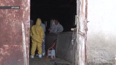 Извънредни мерки: 16 огнища на чума по свинете