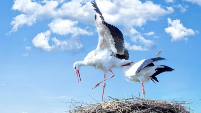 Мир и любов в семейството вещае щъркелът на днешния празник