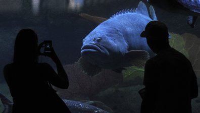 Депресирана от пандемията риба изяде всичките си приятели