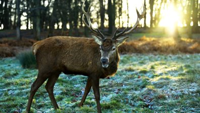 Елени превзеха пустите улици на Източен Лондон (+ВИДЕО)